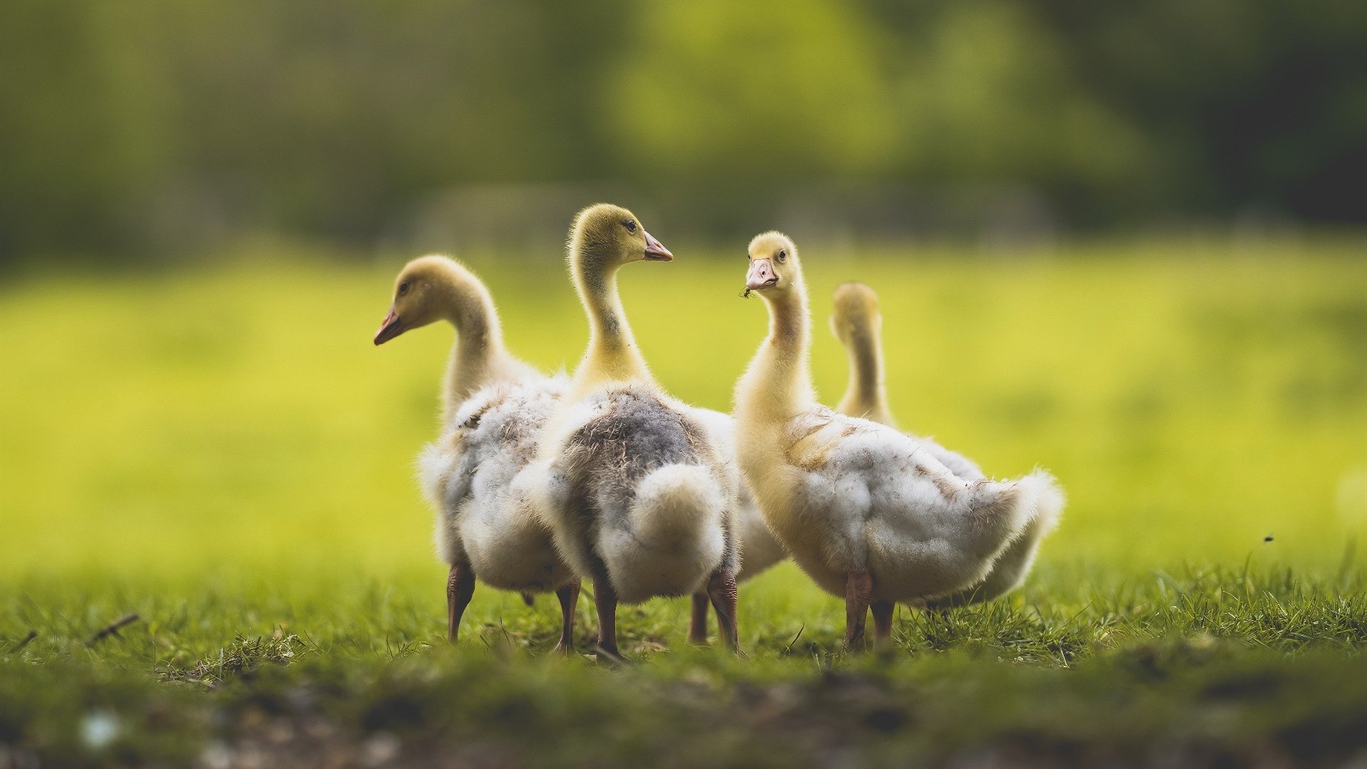 九游娱乐官方网站-CBA联赛推出球迷互动平台提升观赛体验,cba球迷入场观赛